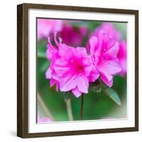 Spring Azaleas-Gary Tognoni-Framed Photographic Print