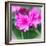 Spring Azaleas-Gary Tognoni-Framed Photographic Print