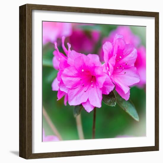 Spring Azaleas-Gary Tognoni-Framed Photographic Print