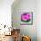 Spring Azaleas-Gary Tognoni-Framed Photographic Print displayed on a wall