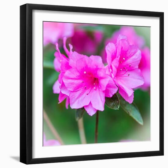Spring Azaleas-Gary Tognoni-Framed Photographic Print