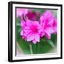 Spring Azaleas-Gary Tognoni-Framed Photographic Print