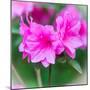 Spring Azaleas-Gary Tognoni-Mounted Photographic Print