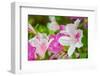 Spring Azaleas-Gary Tognoni-Framed Photographic Print