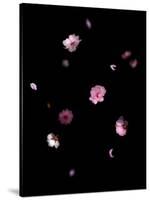 Spring B: Pink Plum Blossom-Doris Mitsch-Stretched Canvas