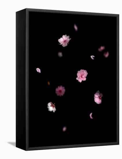 Spring B: Pink Plum Blossom-Doris Mitsch-Framed Stretched Canvas