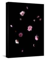 Spring B: Pink Plum Blossom-Doris Mitsch-Stretched Canvas