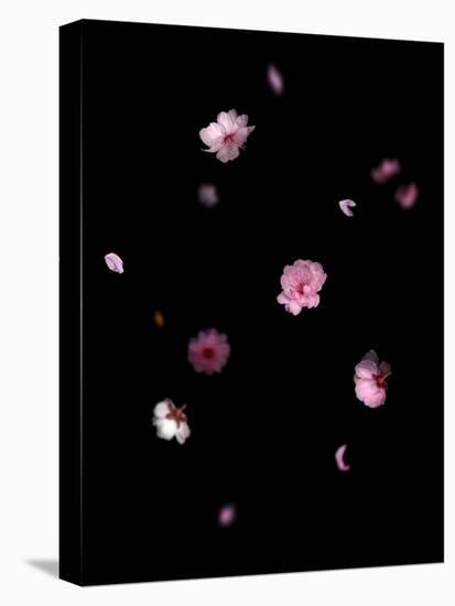Spring B: Pink Plum Blossom-Doris Mitsch-Stretched Canvas
