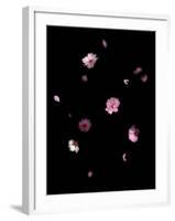 Spring B: Pink Plum Blossom-Doris Mitsch-Framed Photographic Print