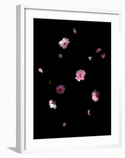 Spring B: Pink Plum Blossom-Doris Mitsch-Framed Photographic Print