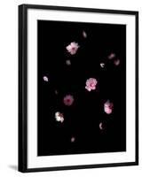 Spring B: Pink Plum Blossom-Doris Mitsch-Framed Photographic Print