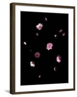 Spring B: Pink Plum Blossom-Doris Mitsch-Framed Photographic Print