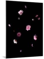 Spring B: Pink Plum Blossom-Doris Mitsch-Mounted Photographic Print