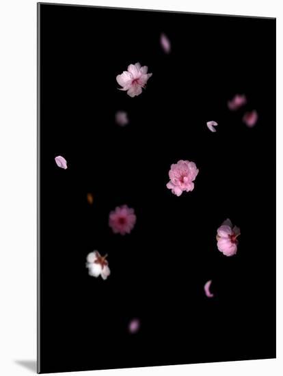 Spring B: Pink Plum Blossom-Doris Mitsch-Mounted Photographic Print