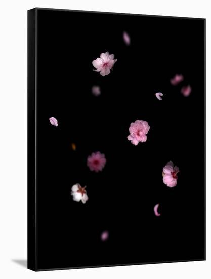 Spring B: Pink Plum Blossom-Doris Mitsch-Framed Stretched Canvas