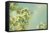 Spring Beauty I-Sue Schlabach-Framed Stretched Canvas