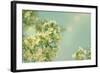 Spring Beauty I-Sue Schlabach-Framed Art Print