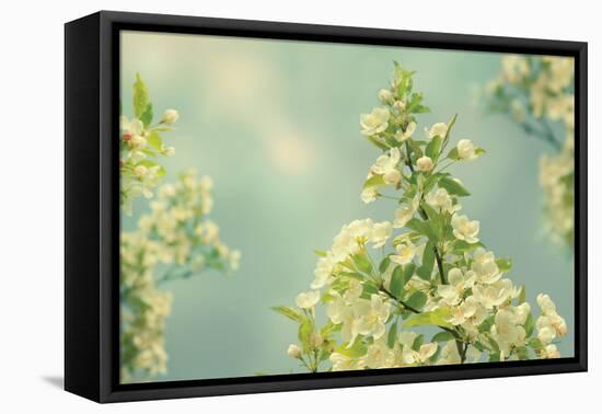 Spring Beauty II-Sue Schlabach-Framed Stretched Canvas