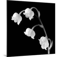 Spring Bells I-Michael Faragher-Mounted Premium Giclee Print