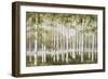Spring Birch Tree Grove-Jill Schultz McGannon-Framed Art Print
