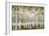 Spring Birch Tree Grove-Jill Schultz McGannon-Framed Art Print