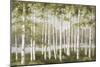 Spring Birch Tree Grove-Jill Schultz McGannon-Mounted Art Print