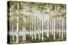 Spring Birch Tree Grove-Jill Schultz McGannon-Stretched Canvas