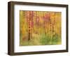 Spring Birch Trees-GI ArtLab-Framed Premium Giclee Print