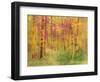 Spring Birch Trees-GI ArtLab-Framed Premium Giclee Print