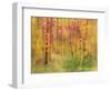 Spring Birch Trees-GI ArtLab-Framed Premium Giclee Print