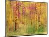 Spring Birch Trees-GI ArtLab-Mounted Giclee Print