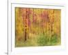 Spring Birch Trees-GI ArtLab-Framed Giclee Print