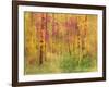 Spring Birch Trees-GI ArtLab-Framed Giclee Print