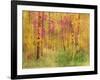 Spring Birch Trees-GI ArtLab-Framed Giclee Print