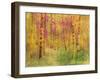 Spring Birch Trees-GI ArtLab-Framed Premium Giclee Print