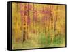 Spring Birch Trees-GI ArtLab-Framed Stretched Canvas