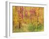 Spring Birch Trees-GI ArtLab-Framed Giclee Print