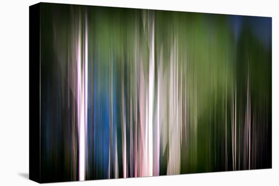 Spring Birches-Ursula Abresch-Stretched Canvas