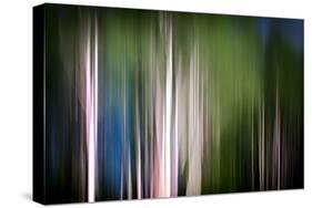 Spring Birches-Ursula Abresch-Stretched Canvas