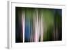 Spring Birches-Ursula Abresch-Framed Photographic Print