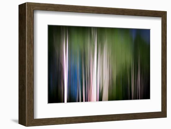 Spring Birches-Ursula Abresch-Framed Photographic Print