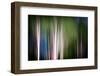 Spring Birches-Ursula Abresch-Framed Photographic Print