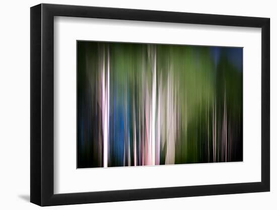 Spring Birches-Ursula Abresch-Framed Photographic Print