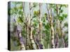 Spring Birches-Neela Pushparaj-Stretched Canvas