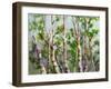 Spring Birches-Neela Pushparaj-Framed Giclee Print