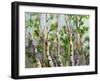 Spring Birches-Neela Pushparaj-Framed Giclee Print