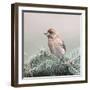 Spring Bird II-Lori Deiter-Framed Art Print