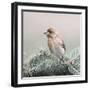 Spring Bird II-Lori Deiter-Framed Art Print