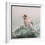 Spring Bird II-Lori Deiter-Framed Art Print