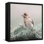 Spring Bird II-Lori Deiter-Framed Stretched Canvas